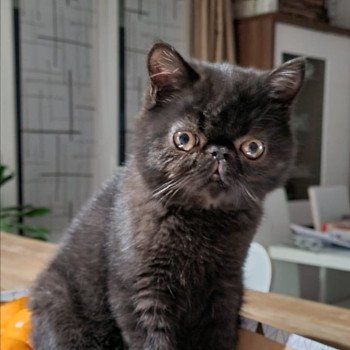 chat Exotic Shorthair Renzo Chatterie Des Ewocks de Dy