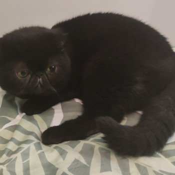 chat Exotic Shorthair Renzo Chatterie Des Ewocks de Dy chat Exotic Shorthair Renzo Chatterie Des Ewocks de Dy