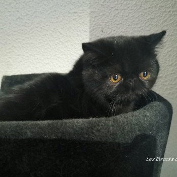 chat Exotic Shorthair Rhapsody Chatterie Des Ewocks de Dy