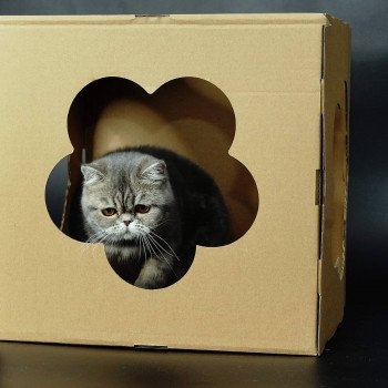 chat Exotic Shorthair Rosie Chatterie Des Ewocks de Dy chat Exotic Shorthair Rosie Chatterie Des Ewocks de Dy