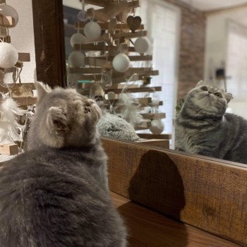 chat Exotic Shorthair Rosie Chatterie Des Ewocks de Dy chat Exotic Shorthair Rosie Chatterie Des Ewocks de Dy