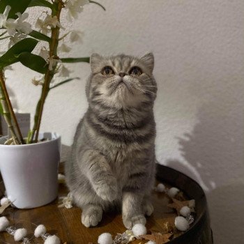 chat Exotic Shorthair Rosie Chatterie Des Ewocks de Dy