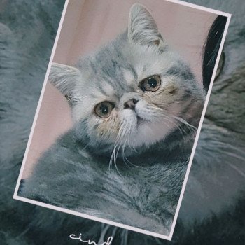 chat Exotic Shorthair Sakaî Chatterie Des Ewocks de Dy chat Exotic Shorthair Sakaî Chatterie Des Ewocks de Dy