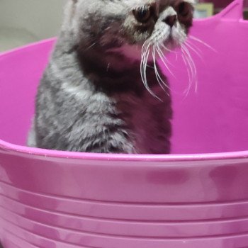 chat Exotic Shorthair Sakaî Chatterie Des Ewocks de Dy chat Exotic Shorthair Sakaî Chatterie Des Ewocks de Dy