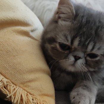 chat Exotic Shorthair Sakaî Chatterie Des Ewocks de Dy chat Exotic Shorthair Sakaî Chatterie Des Ewocks de Dy