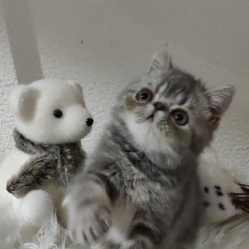 chat Exotic Shorthair Sakaî Chatterie Des Ewocks de Dy chat Exotic Shorthair Sakaî Chatterie Des Ewocks de Dy