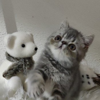 chat Exotic Shorthair Sakaî Chatterie Des Ewocks de Dy