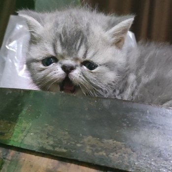 chat Exotic Shorthair Sakaî Chatterie Des Ewocks de Dy